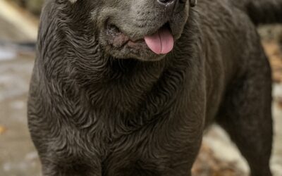 The History Of The Labrador Retriever