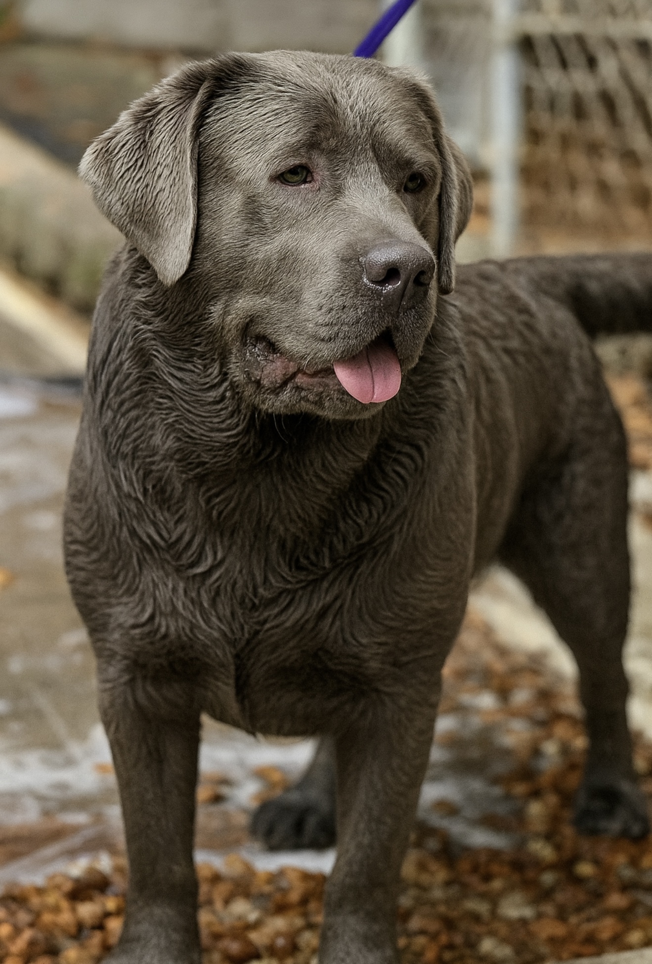 Silver Labrador
