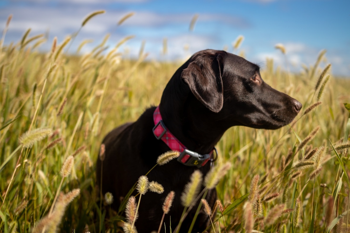 Top Health Tips for Labrador Retrievers