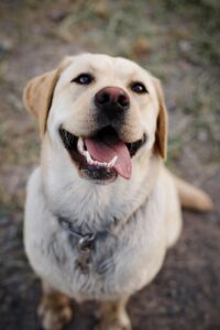 Read more about the article How to Train Your Labrador Effectively