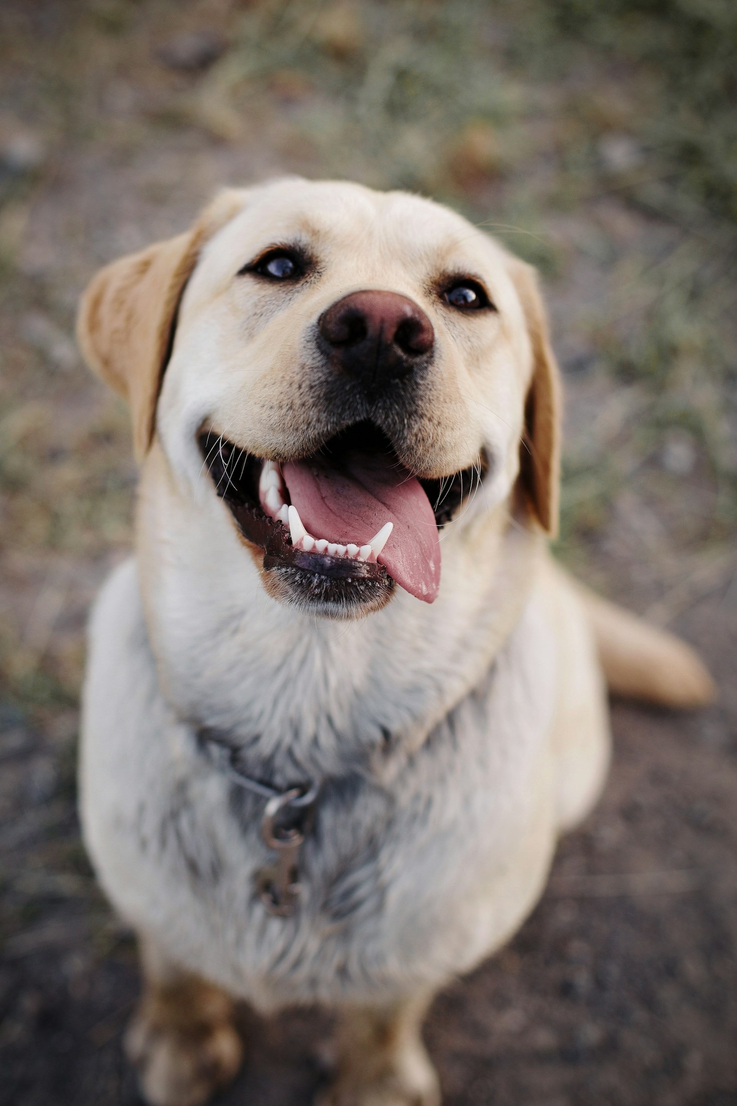 How to Train Your Labrador Effectively