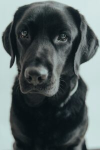 Read more about the article The History and Charm of Labradors