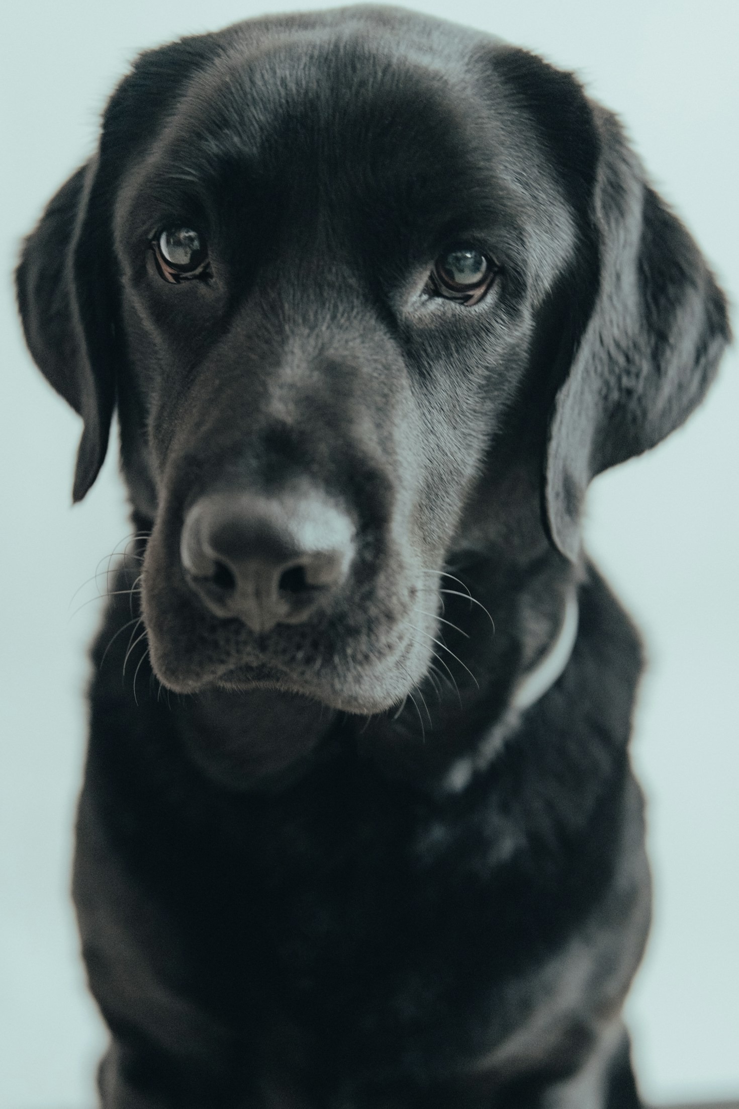 The History and Charm of Labradors
