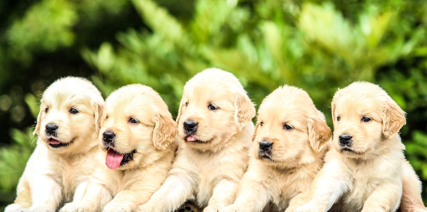 Labrador Nutrition: What You Need to Know