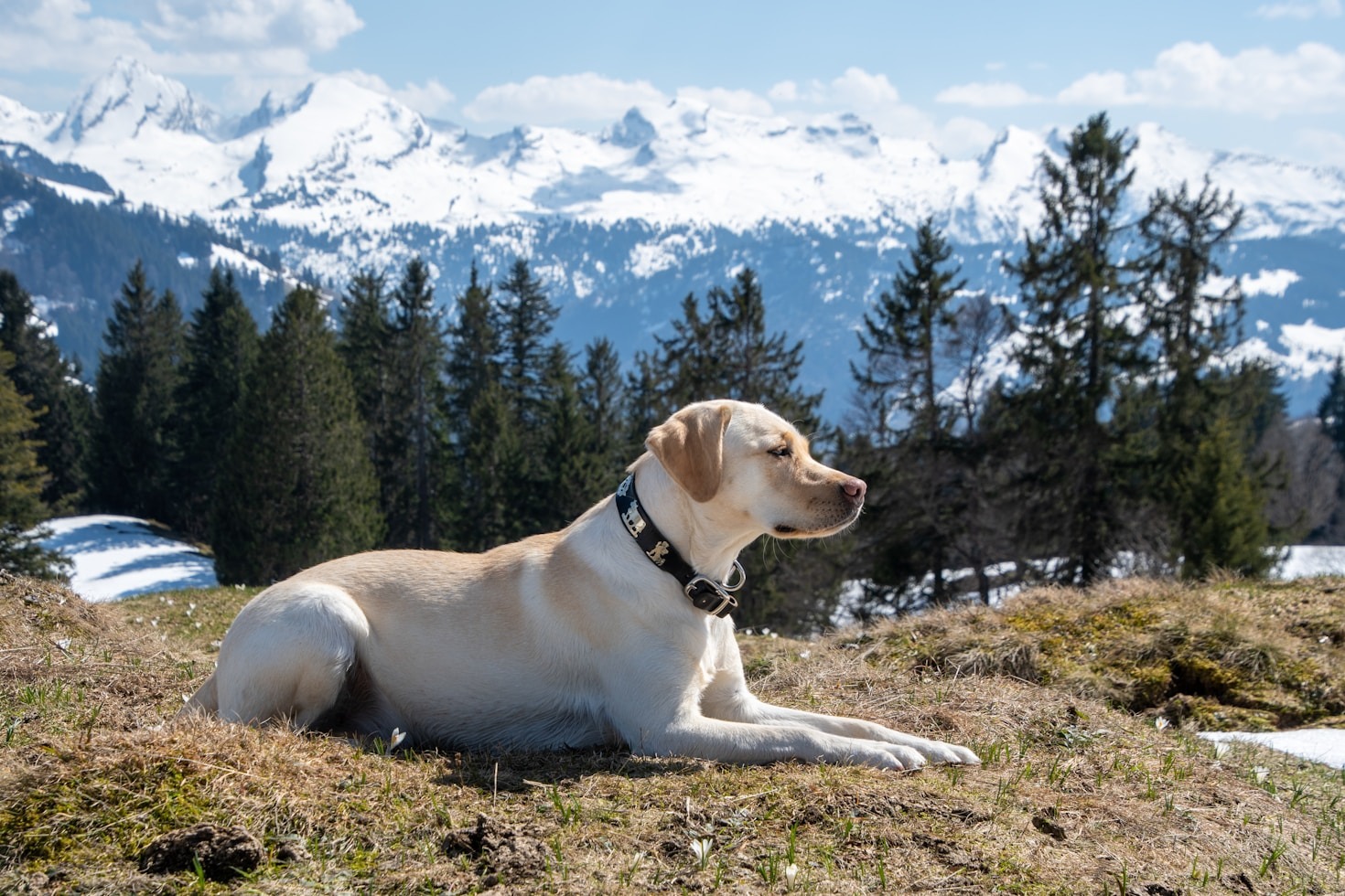 Breeding Labradors Responsibly and Successfully