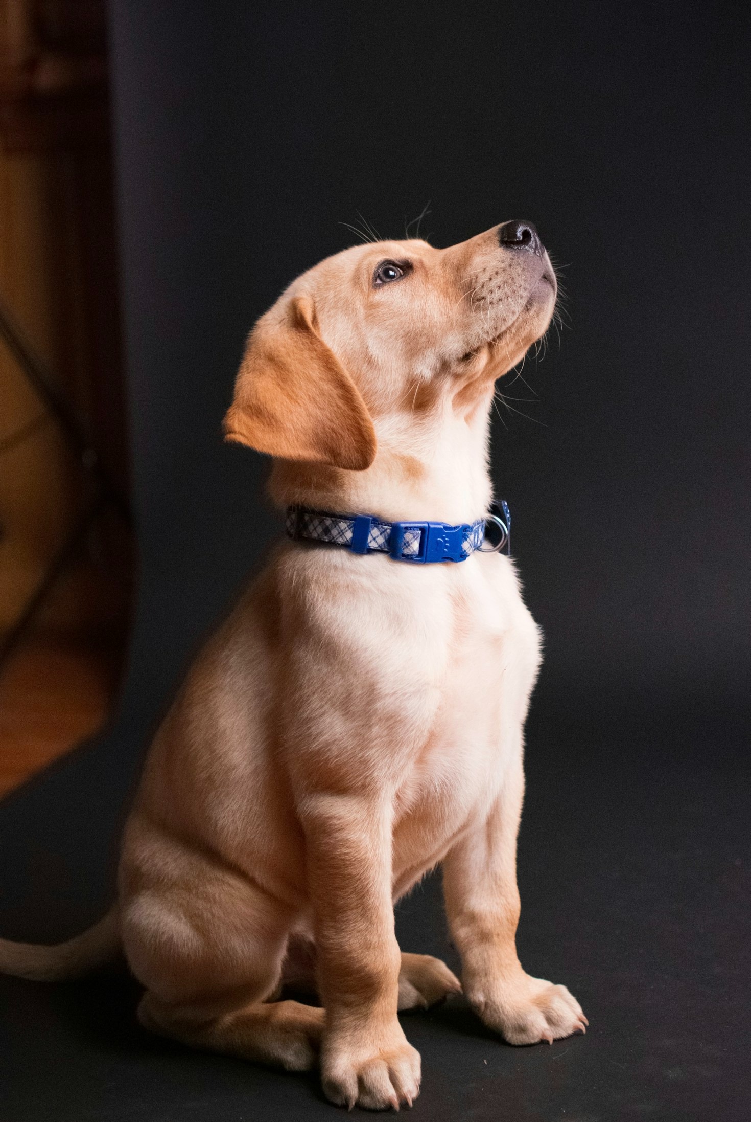 Creating the Perfect Home for Your Labrador