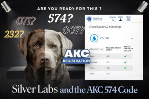 Read more about the article The Good, The Bad, & the Reality of LRC’s Decision to Allow Silver Labs in AKC Registration