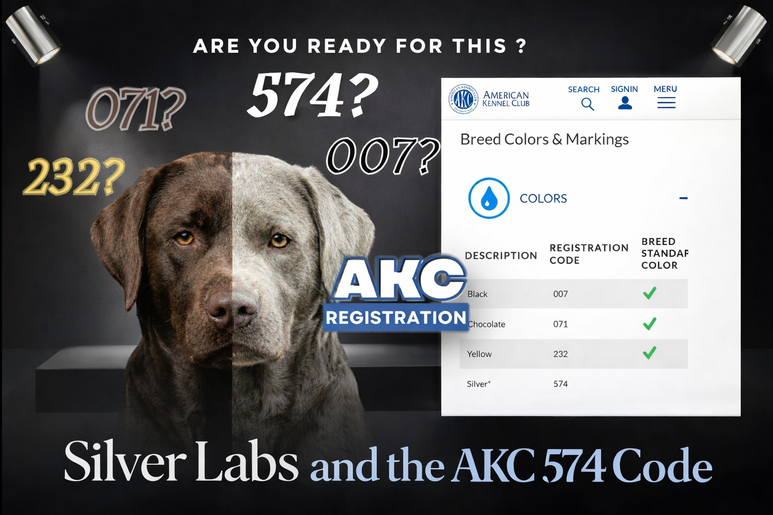 Read more about the article The Good, The Bad, & the Reality of LRC’s Decision to Allow Silver Labs in AKC Registration