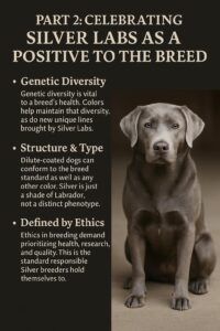 Read more about the article How Ethical Dilute Breeding Strengthens the Labrador Retriever | Part 2