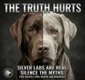 Read more about the article Silencing The Myths About Silver Labs
