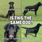 Is this the actual same dog? Show Lab | American Lab