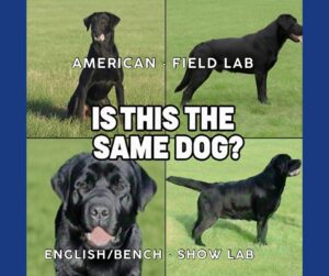 Read more about the article Is this the actual same dog? Show Lab | American Lab