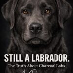 Charcoal Labradors: What the Conversation Gets Right and Where It Still Goes Wrong