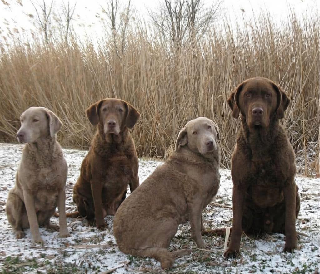 Read more about the article The Historical Case for the Dilute Gene: Why it belongs in the Labrador.