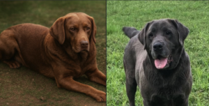 Read more about the article From Chocolate To Dilute | History Repeats Itself