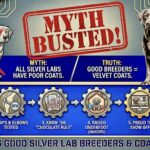 Silver Lab Myth Busted | Dilute Labrador Coat Quality