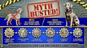 Read more about the article Silver Lab Myth Busted | Dilute Labrador Coat Quality