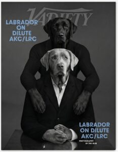 Read more about the article Variety | A Positive Case for Recognizing Dilute Labradors as Their Own Variety Within the Breed