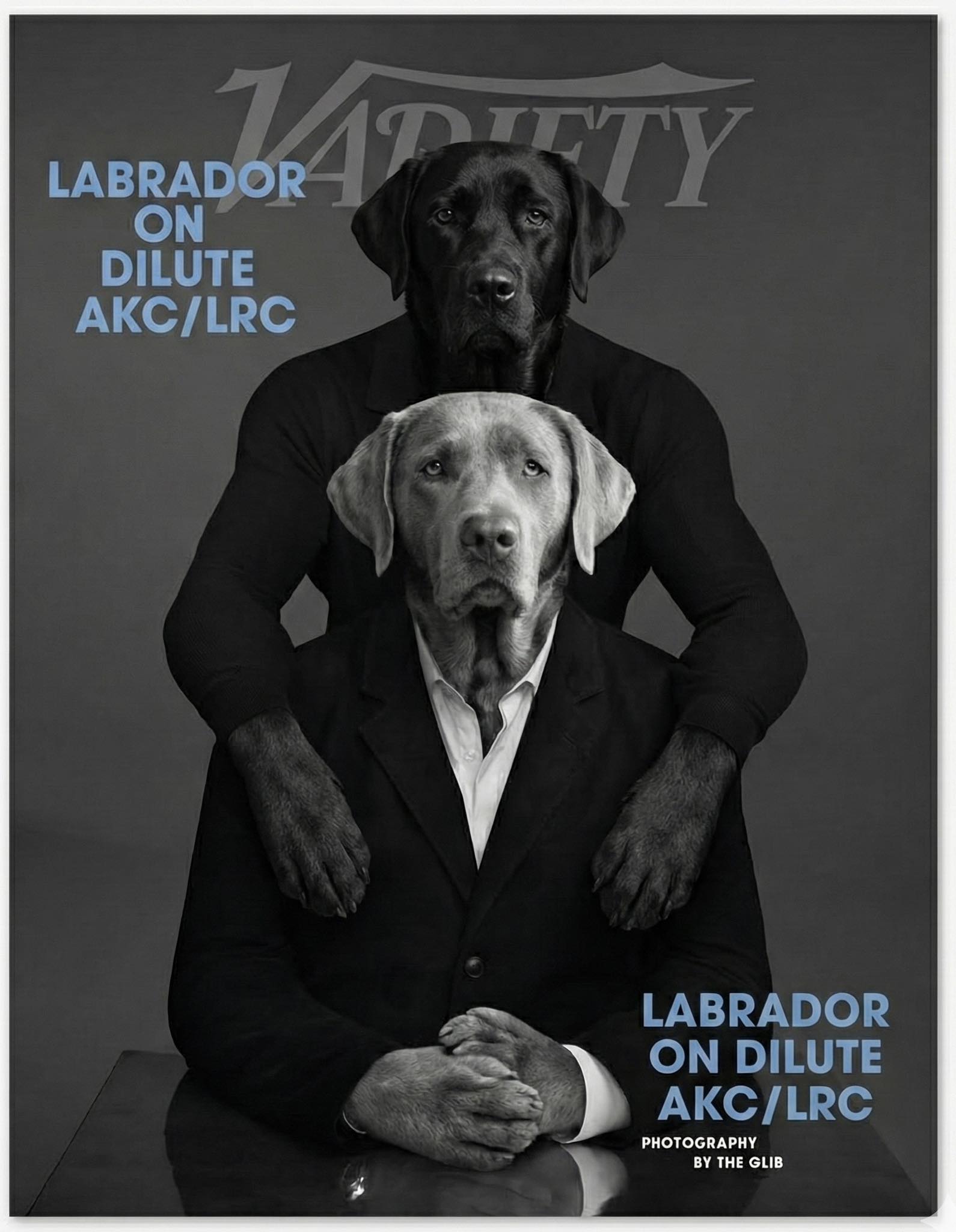Read more about the article Variety | A Positive Case for Recognizing Dilute Labradors as Their Own Variety Within the Breed