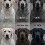 Why dilute can hide for generations